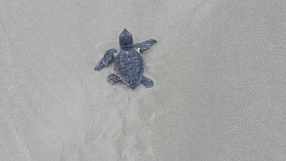 Baby sea turtle hatched at Kiawah