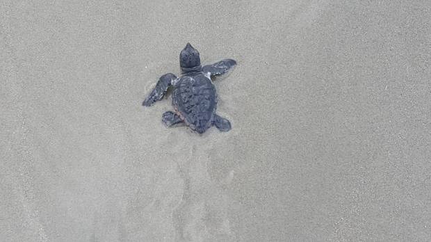 Baby sea turtle hatched at Kiawah